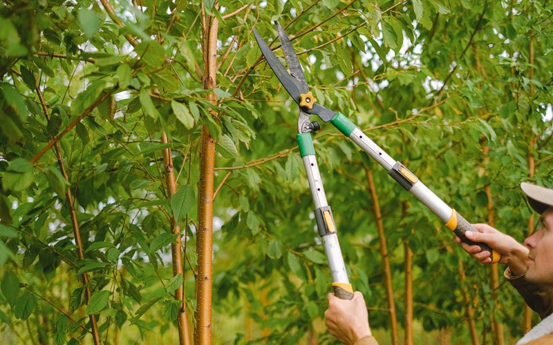 Tree trimming in Leadore, ID