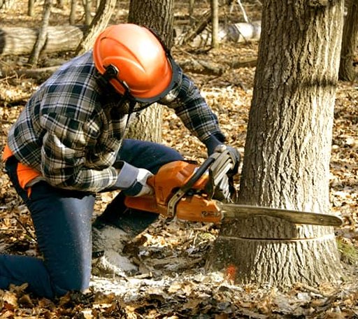 Tree Removal in Leadore, ID